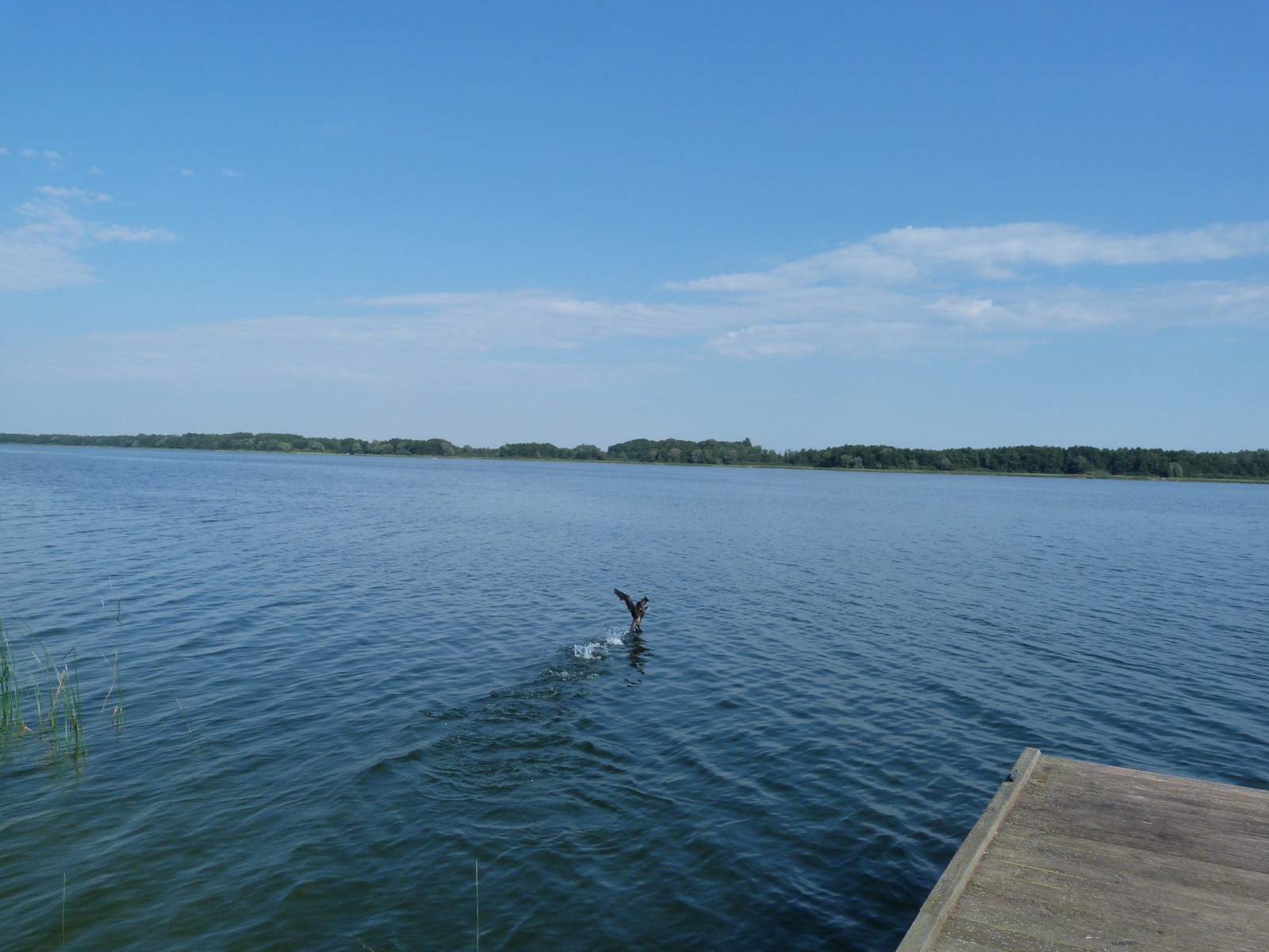 Wasservogel über dem Soldiner See bei Kruszwin – Soldin Lakeside View